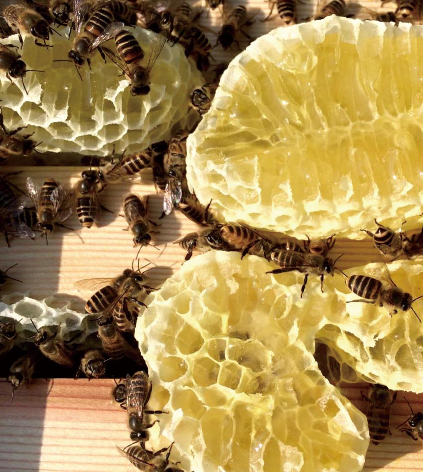 民家蜜蜂研究所写真