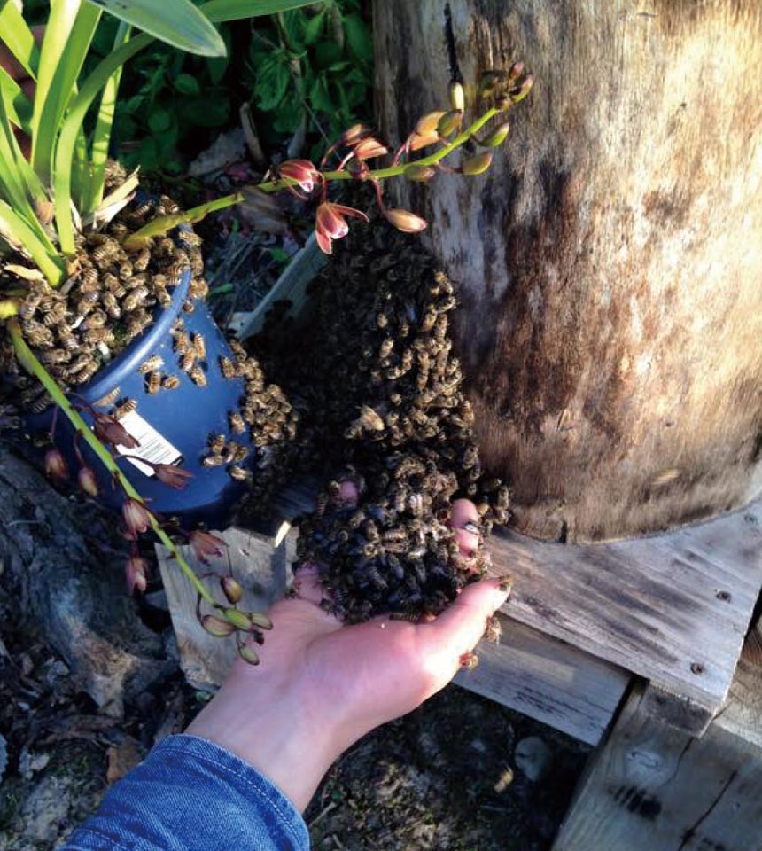 民家蜜蜂研究所写真