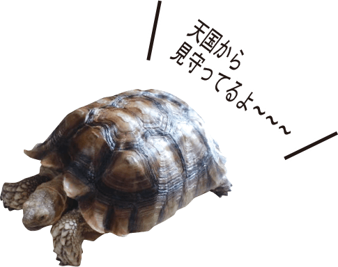 天国から見守ってるよ〜