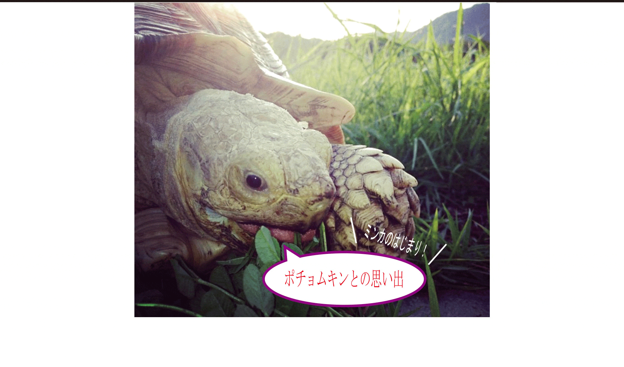 ミンカのはじまり！ポチョムキンとの思い出