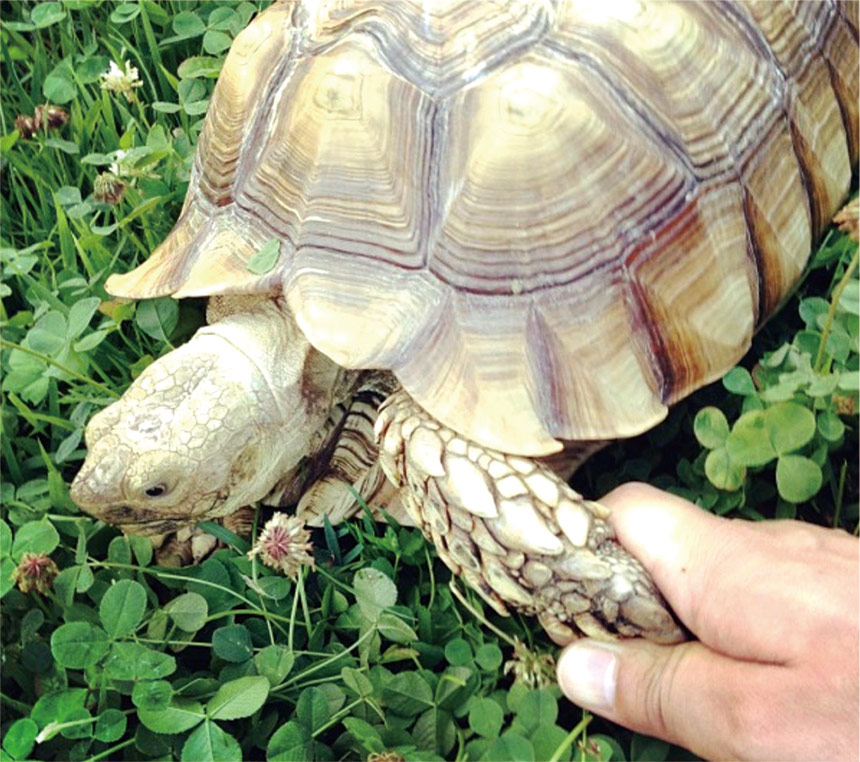 ポチョムキン写真